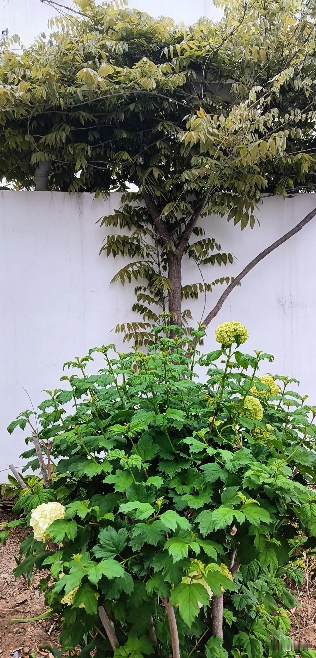 我们总喜欢脚步匆匆奔向远方，却常常忽略身旁触手可及的风景和温柔。

白墙素雅，一