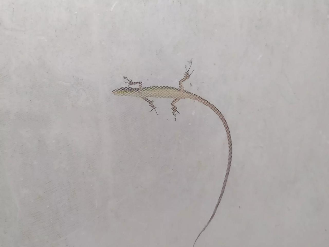 这只小壁虎，是我家蚊帐上的常驻客，很好奇它为啥一点也不惧怕人类

夏天里，常能看