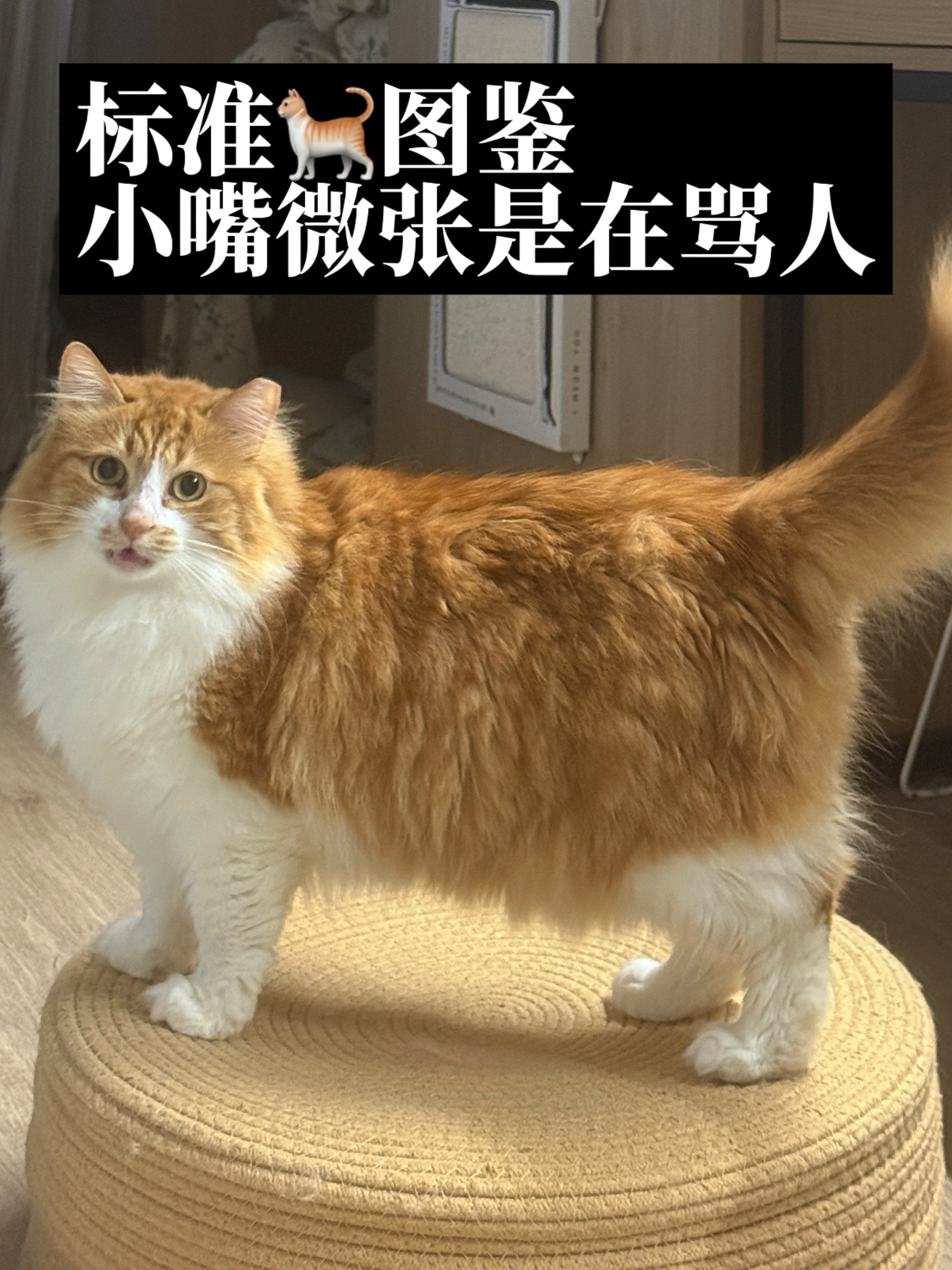🐈明天我们好好地过