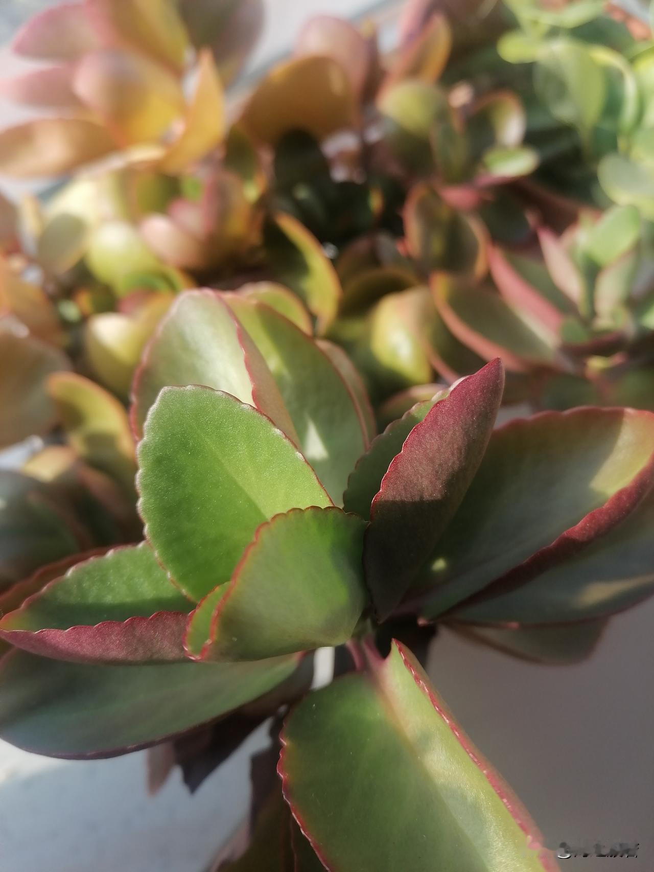 一大早起来，浑身的白毛汗，我从一大堆被里钻出来，老爸还问我没冷着吧，我说我热着了