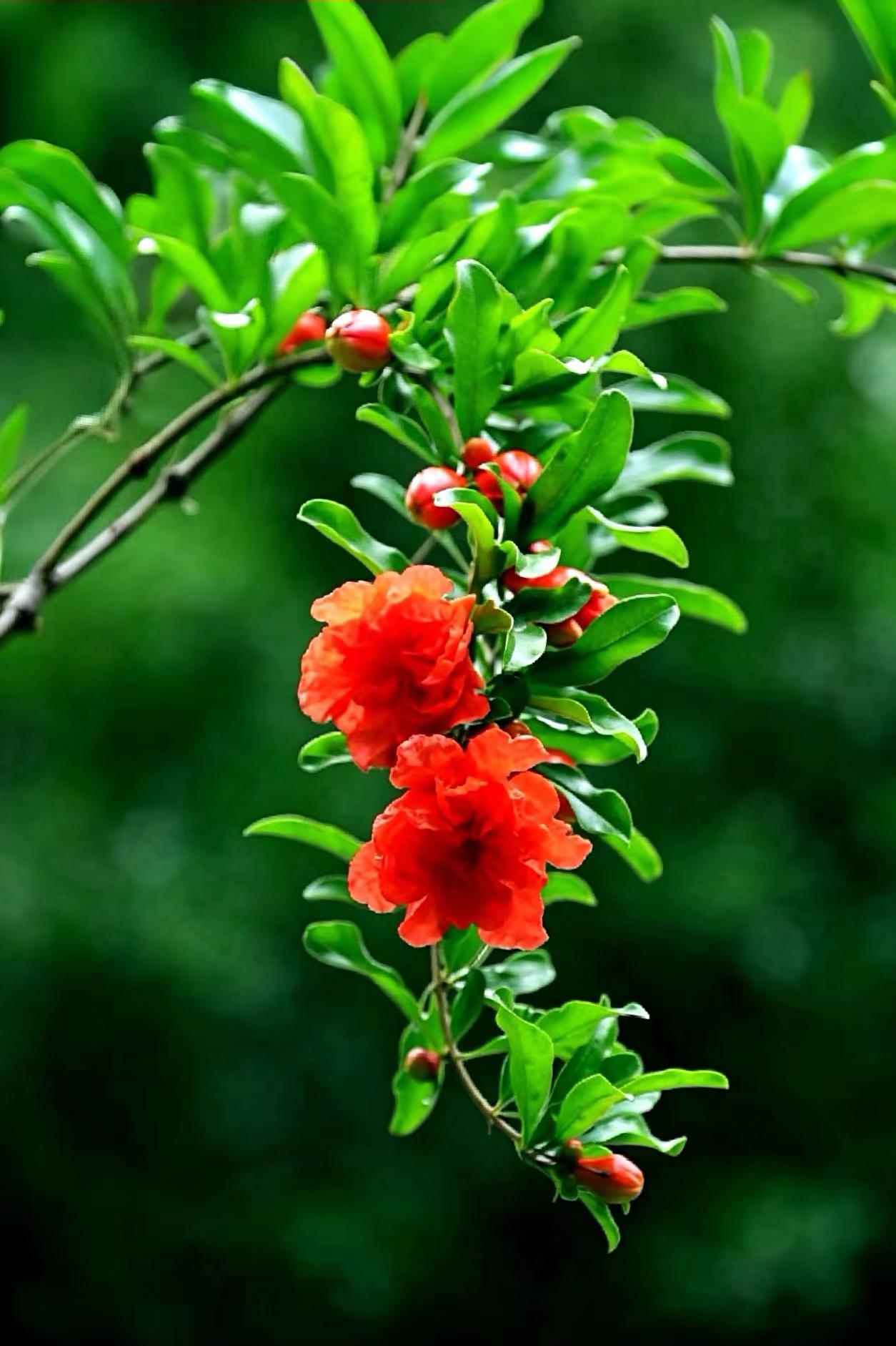 五月的微风。石榴花开红似火