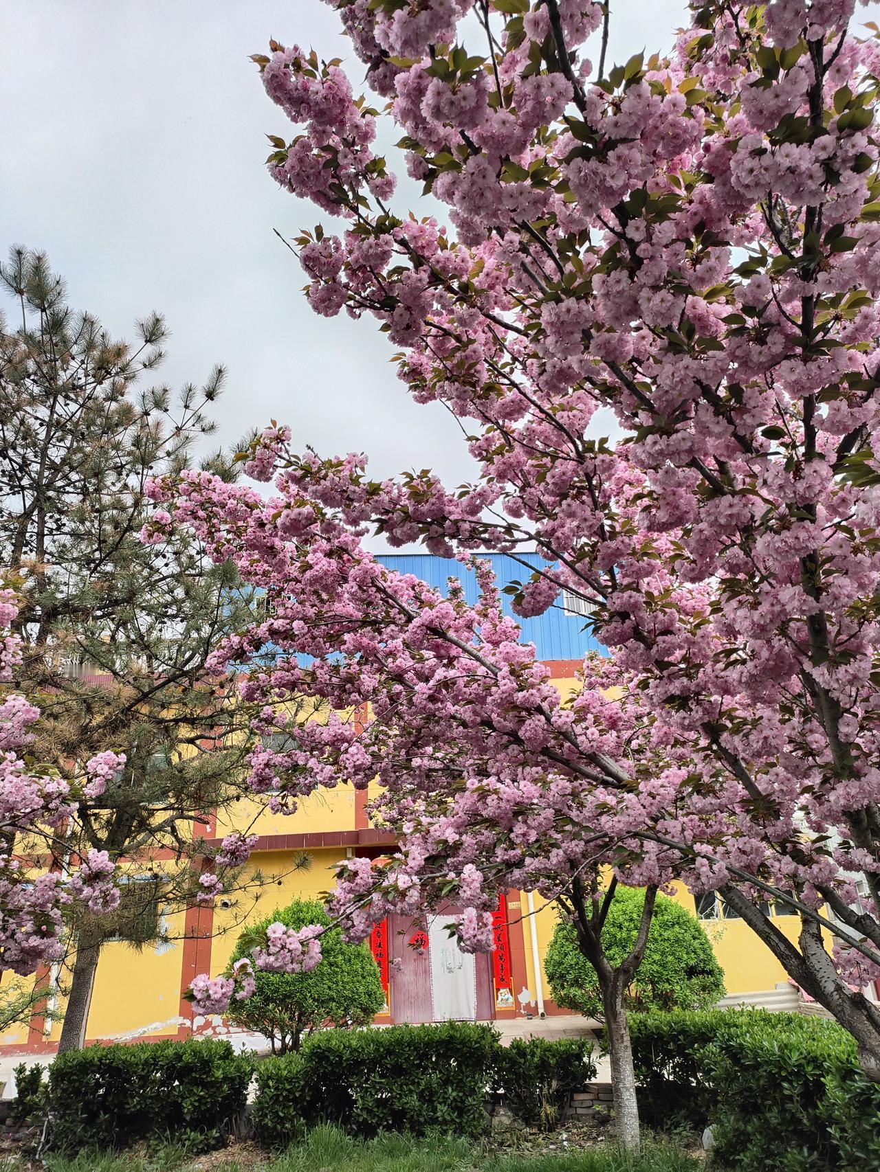 满树樱花灿若云霞，把春天的温柔都揉进了这一帧画面里。风过花摇，花瓣簌簌，像一场温