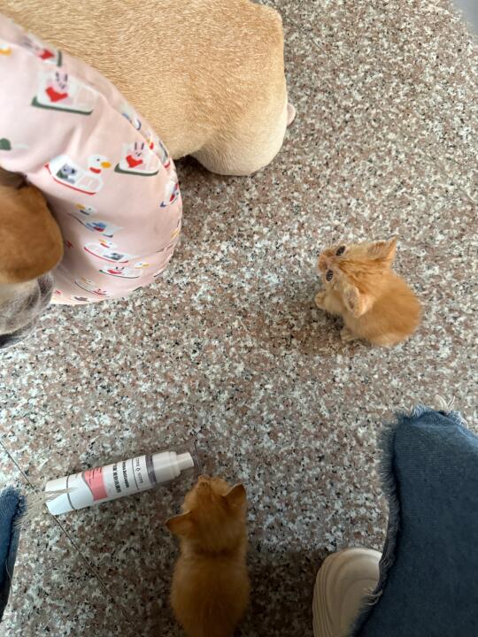 泉州晋江无偿领养小猫（两只