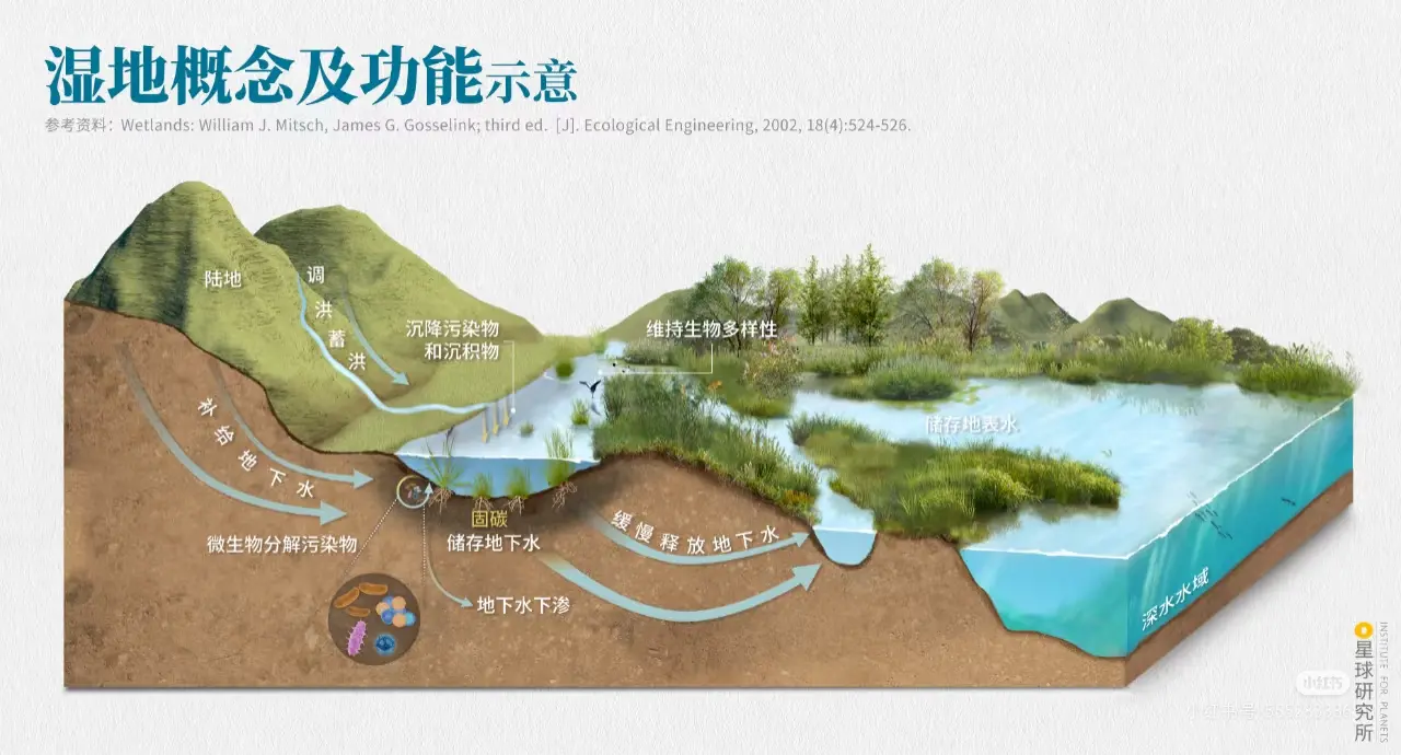 图解湿地的功能与作用。