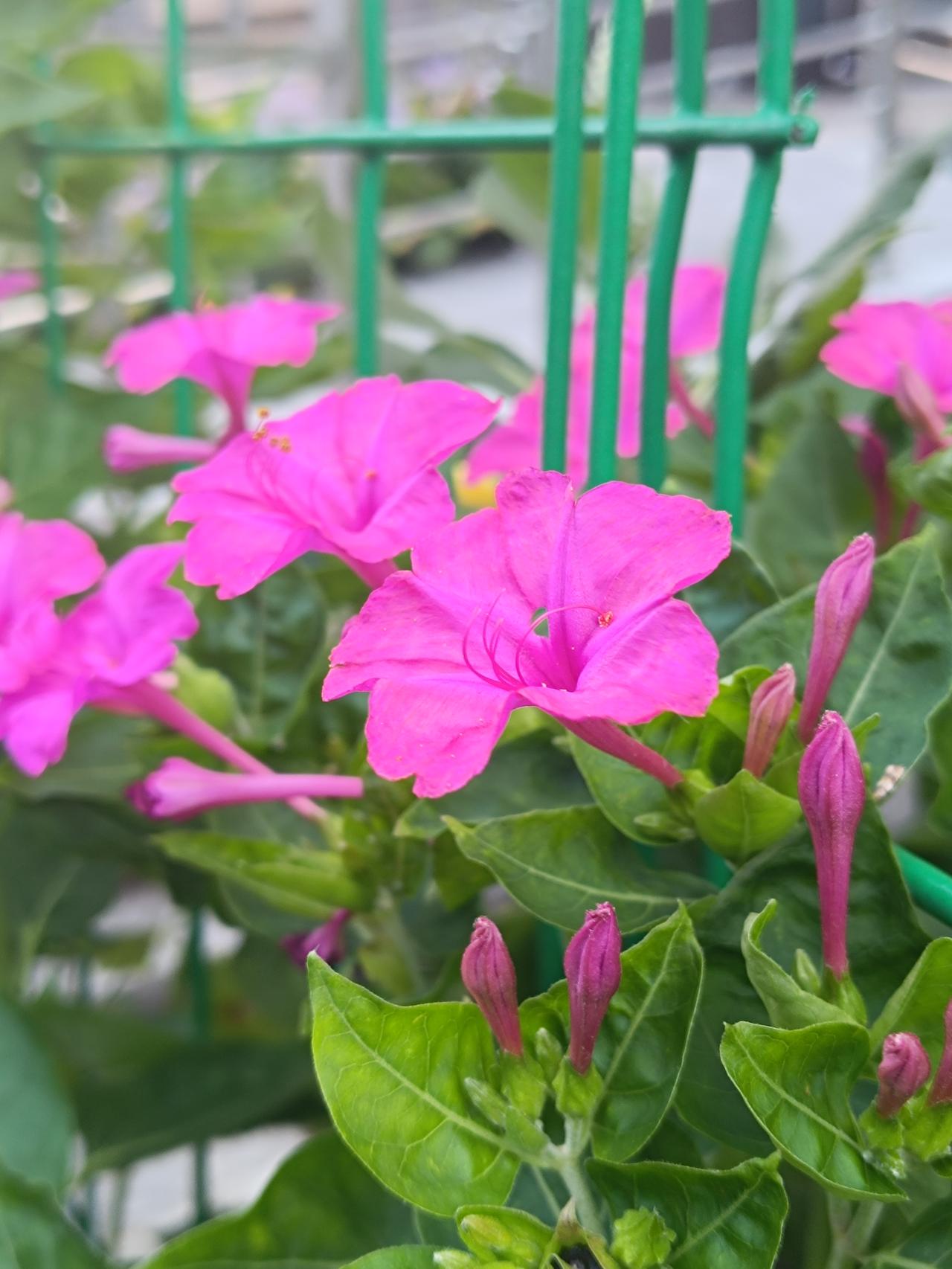 紫茉莉又称晚饭花，本该傍晚开放，清晨仍留有盛放的花朵。它生性皮实，楼下墙角肆意丛