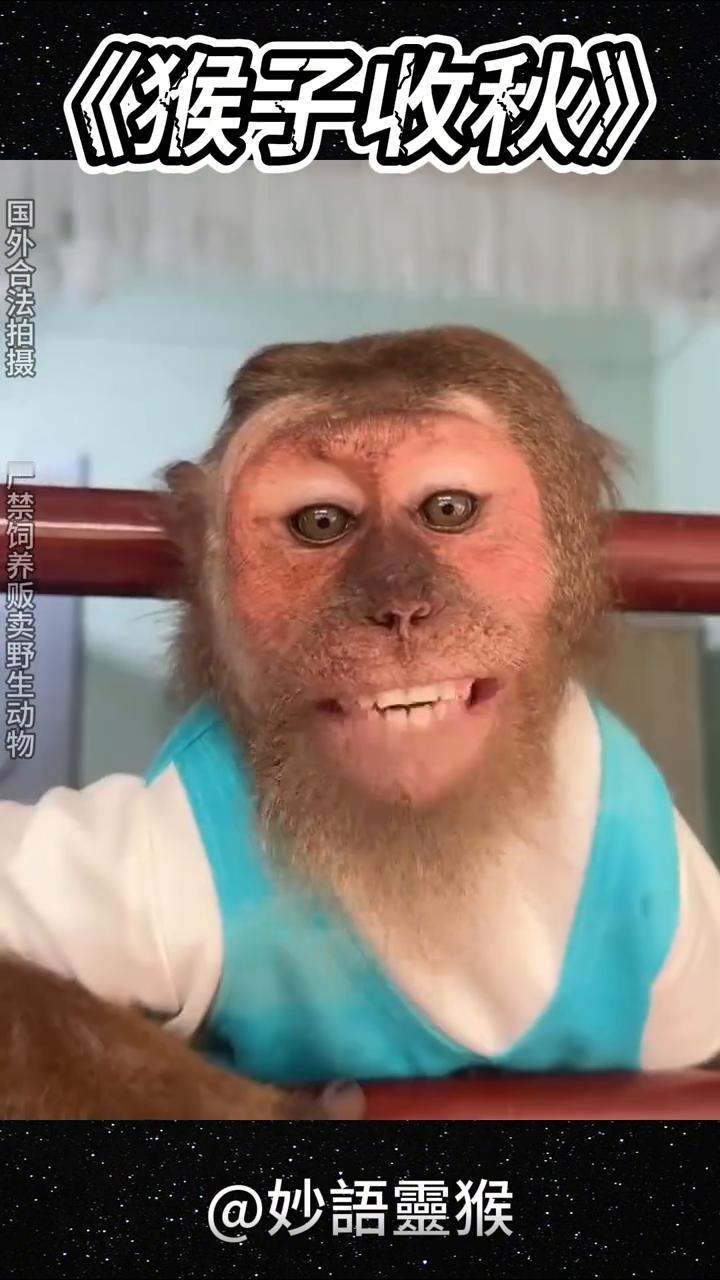 《猴子收秋》。
妙语灵猴。
国外合法拍摄，严禁饲养贩卖野生动物。棒棒哒。