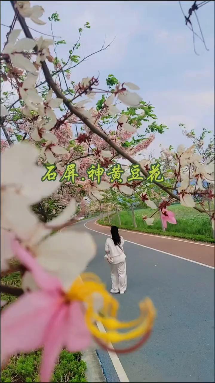 石屏.神黄豆花。