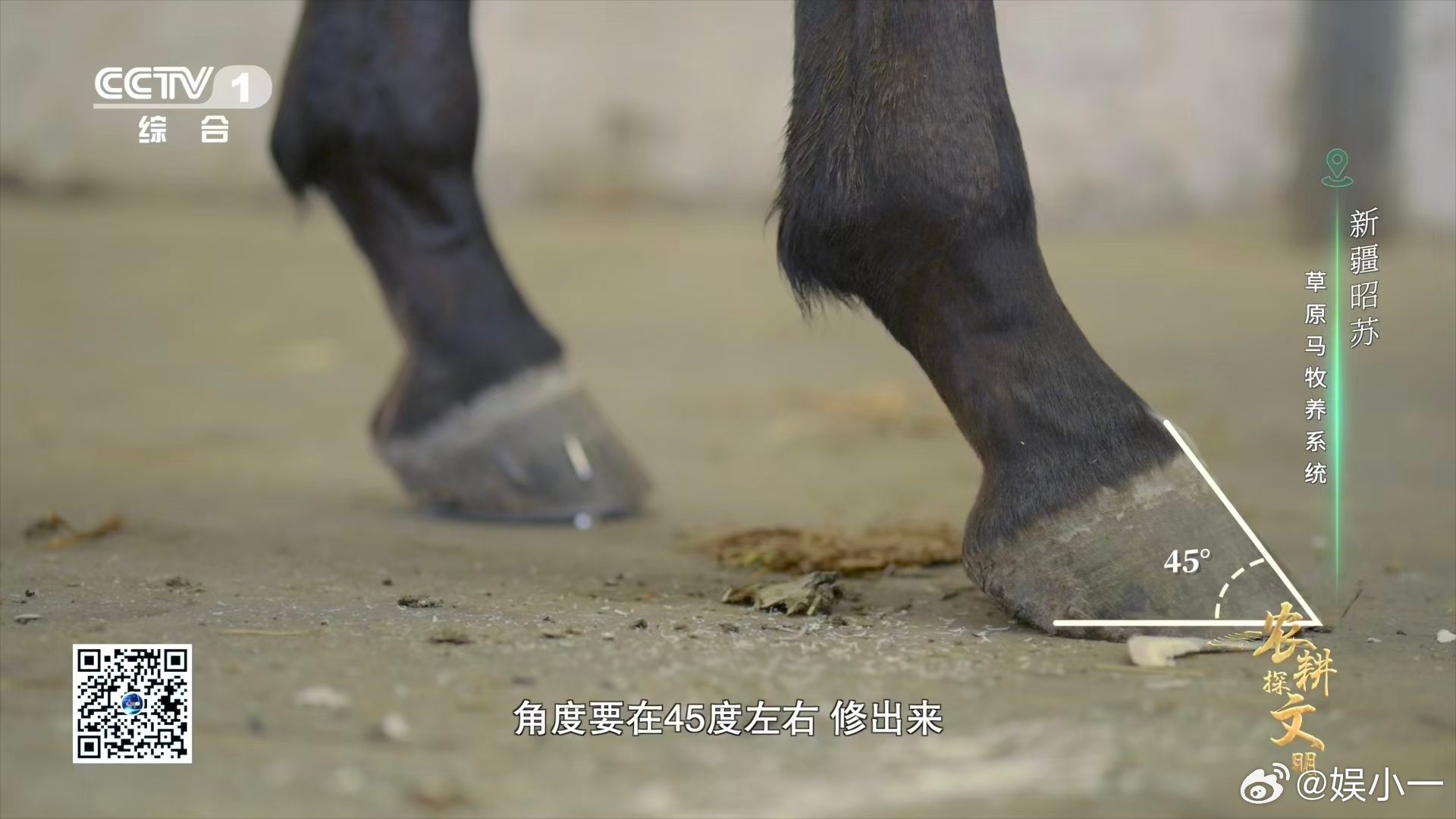 运动马能保持良好的运动状态，钉蹄师绝对功不可没。很多人只看到马匹在赛场上的精彩表