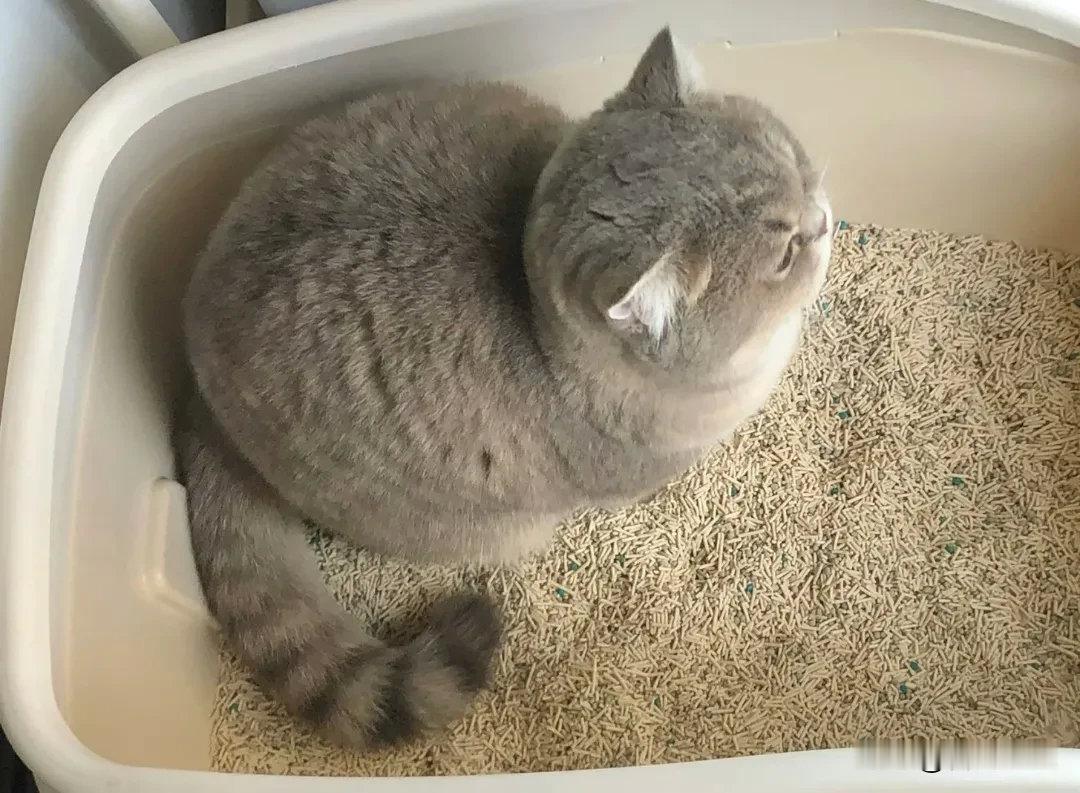 这只小猪咪360度怎么看都很圆，萌化了我的心巴...