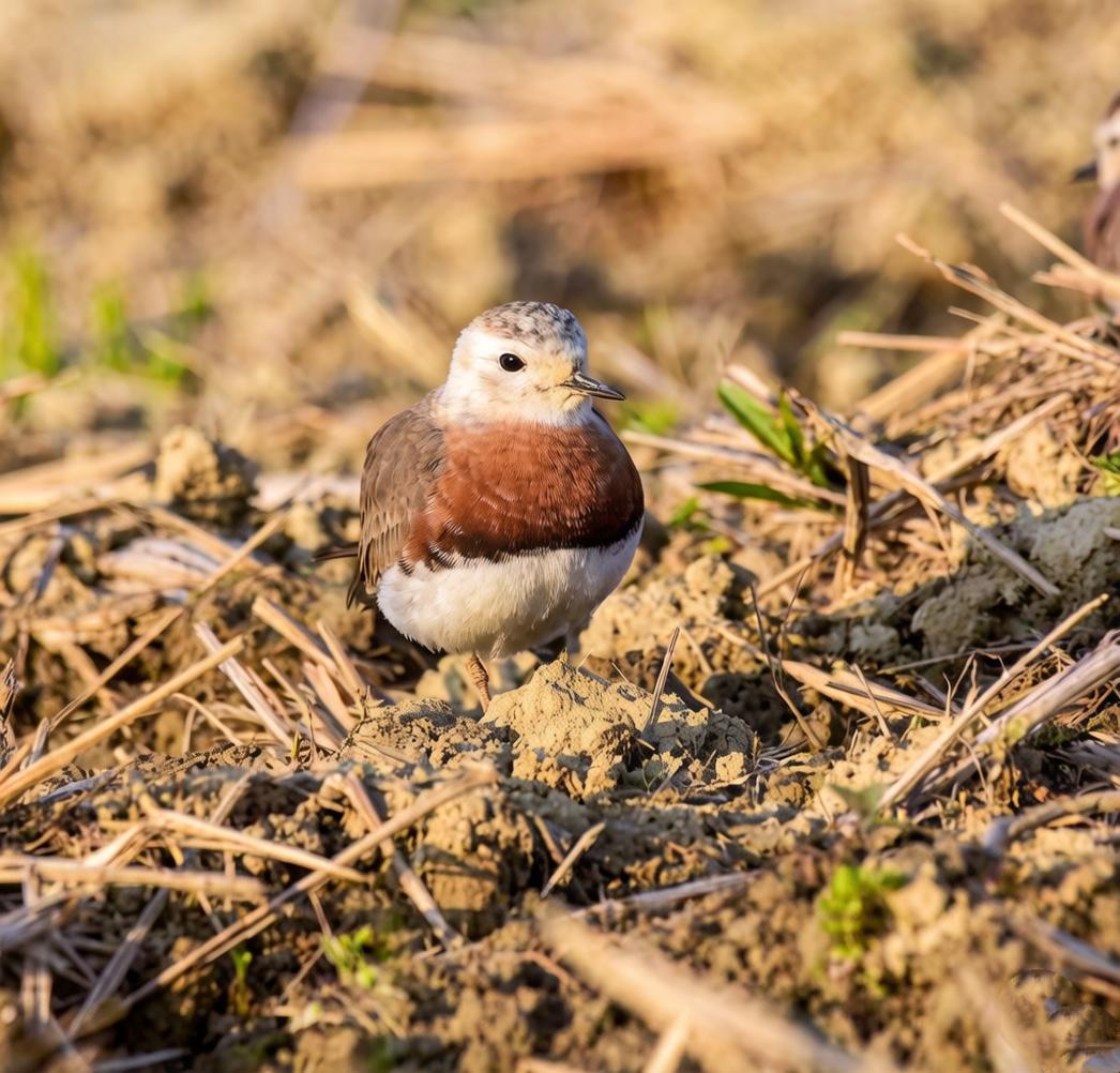 肥嘟嘟的东方鸻