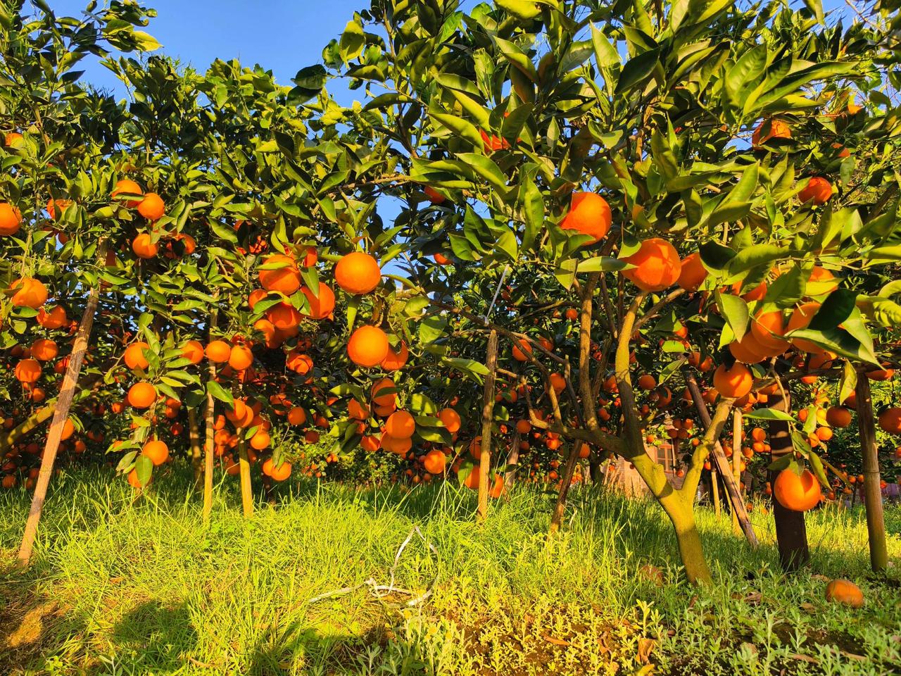 惜别故乡，明年再见了。