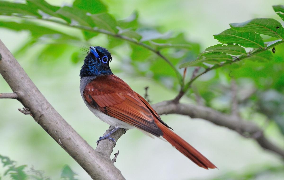 鸟叫“姑姑等等”，背后竟是一个这么可怜的故事！
你们听过一种鸟叫，声音像在喊“姑