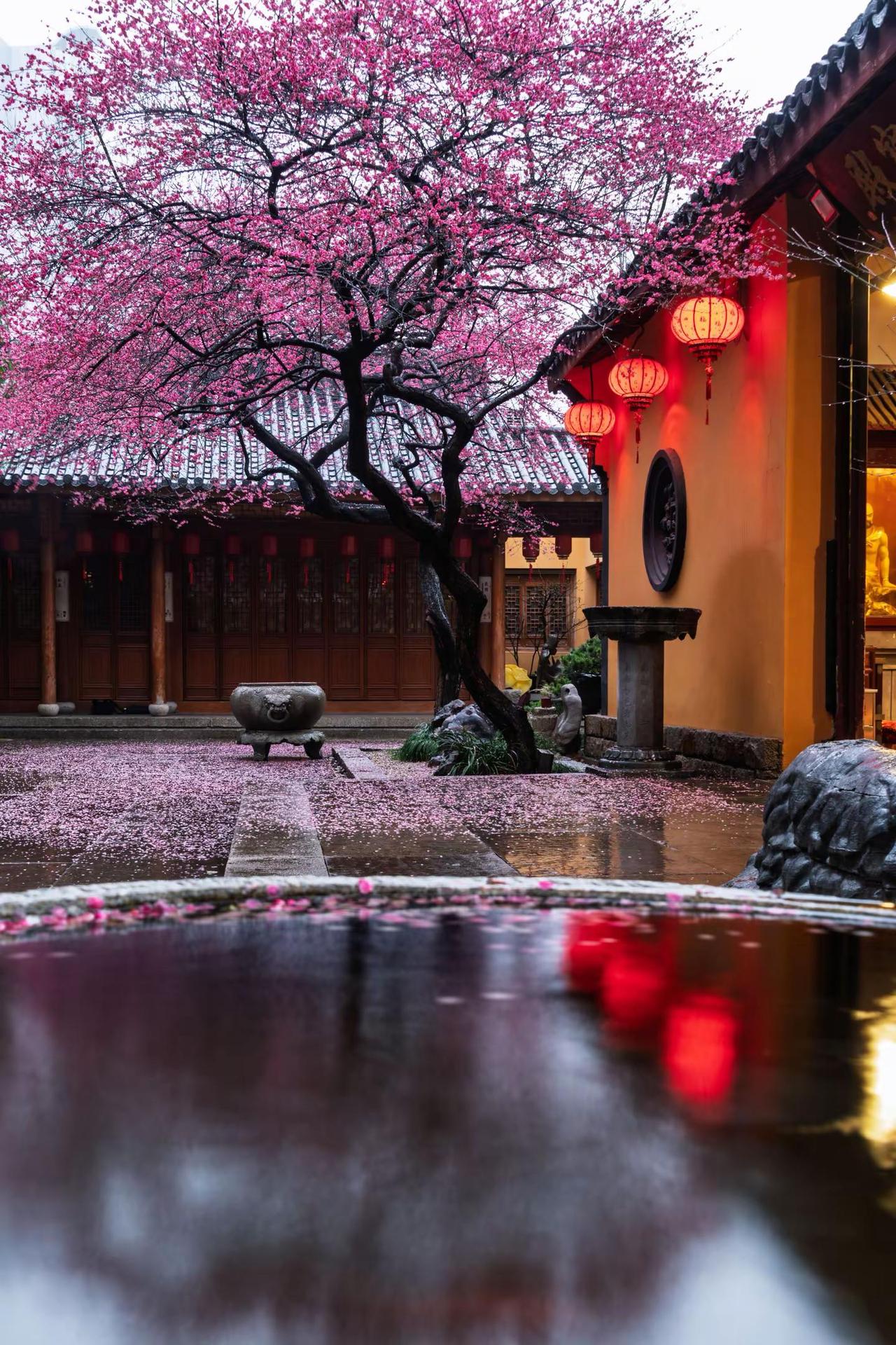 湖州铁佛寺梅花。湖州铁佛寺梅花藏在江南春景里的中式美学 江南禅意美学