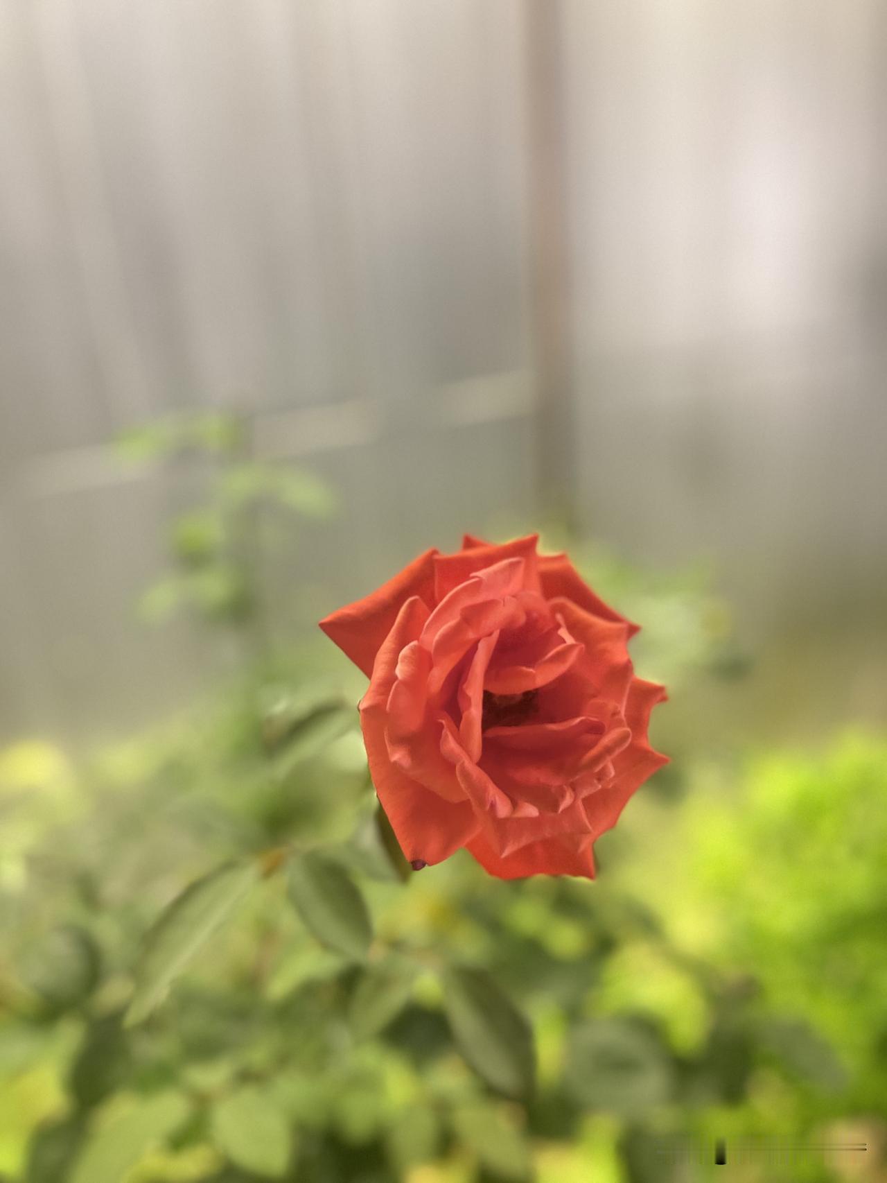 以最美的姿态呈现最美的画面。