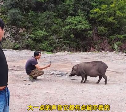“离了个大谱！”近日，一男子在318国道上摆摊卖炒饭和米线，谁知竟遇到了一头野猪