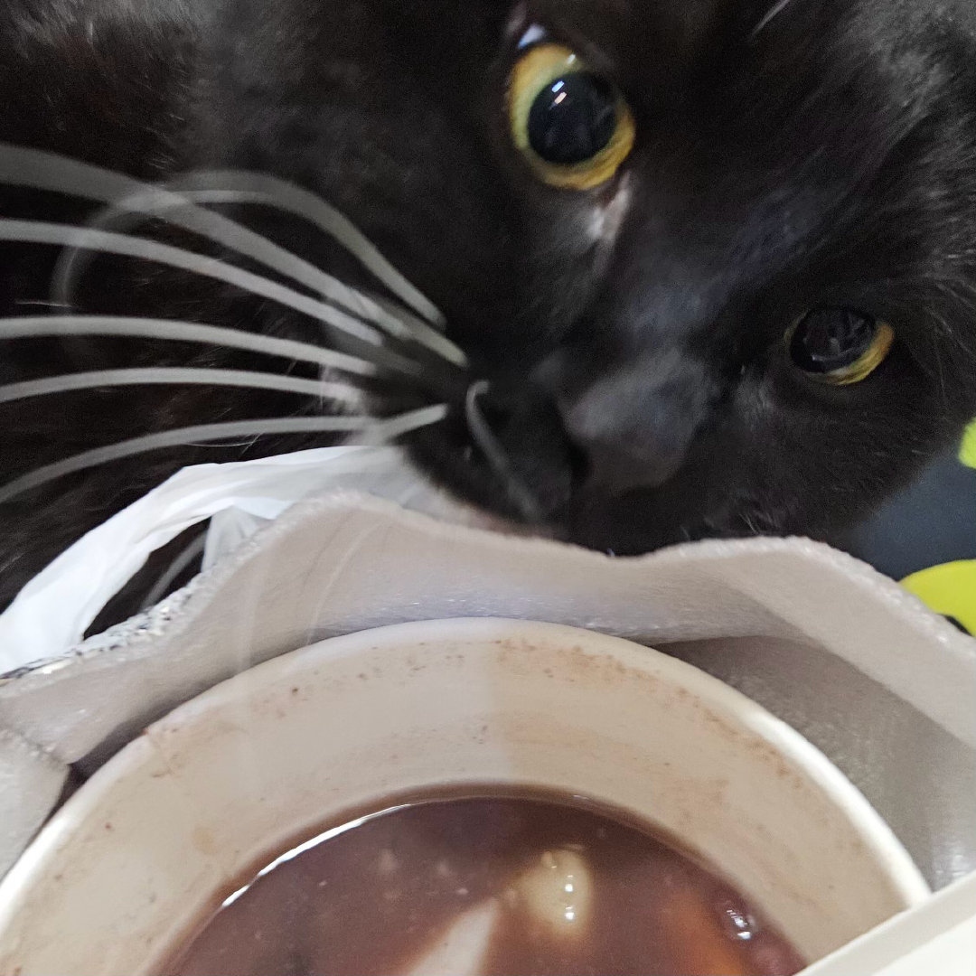 “假装不经意蹭蹭然后突袭！”daily奶牛猫 （投稿：） 