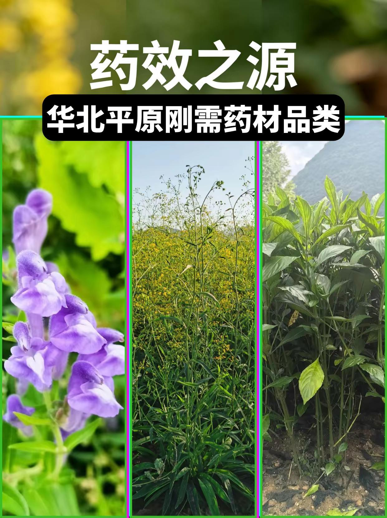 华北平原刚需药材品类 。药材品种 北柴胡
