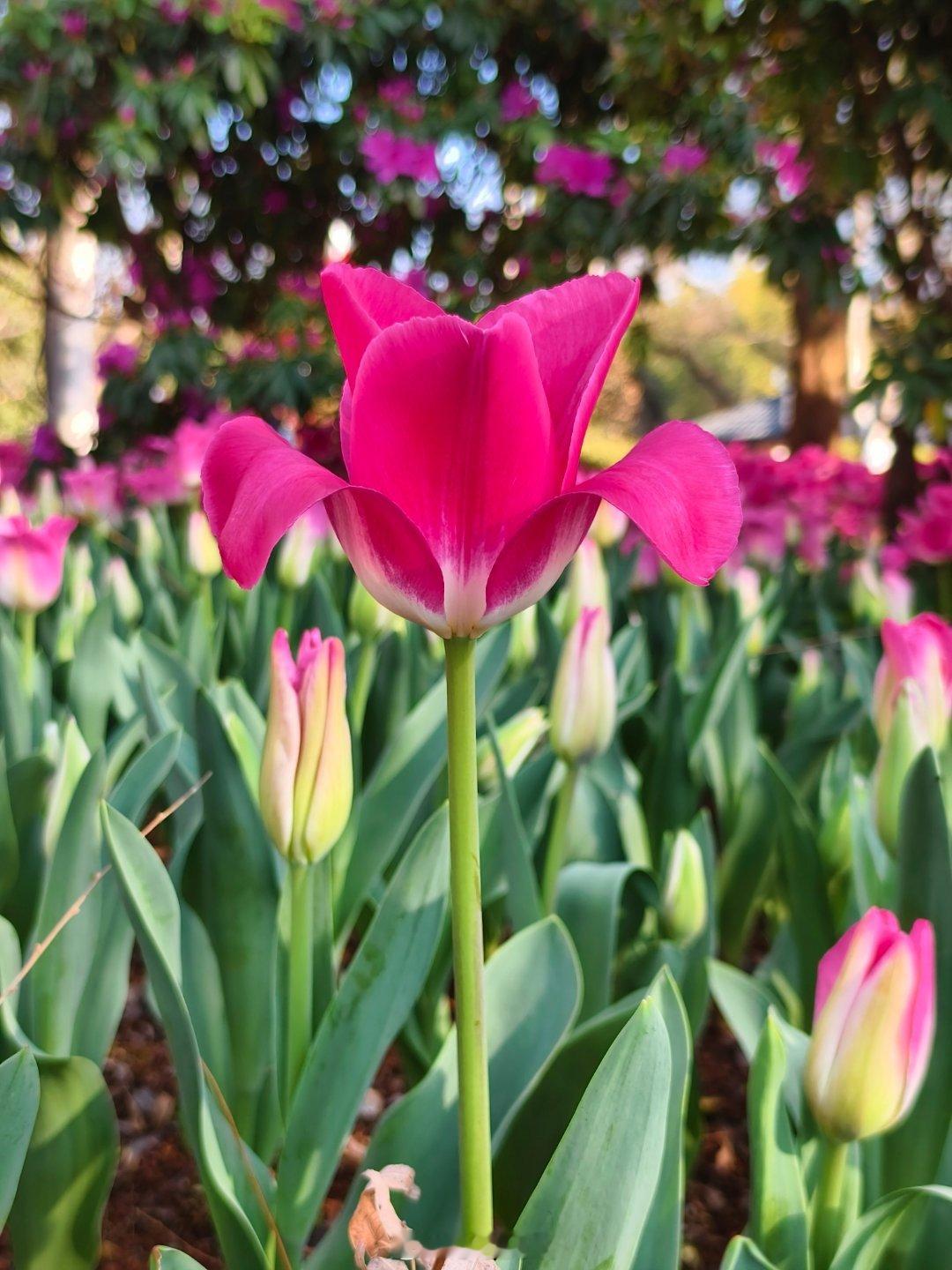 昆明翠湖郁金香进入盛花期 昆明翠湖公园郁金香就迎来了盛花期，数万株郁金香竞相绽放