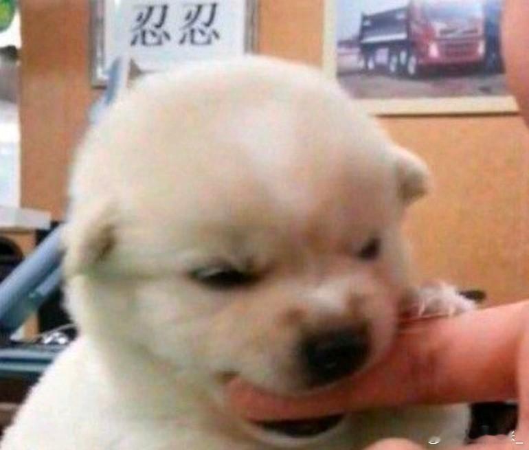 好像我们惹急了就咬人的槐妹