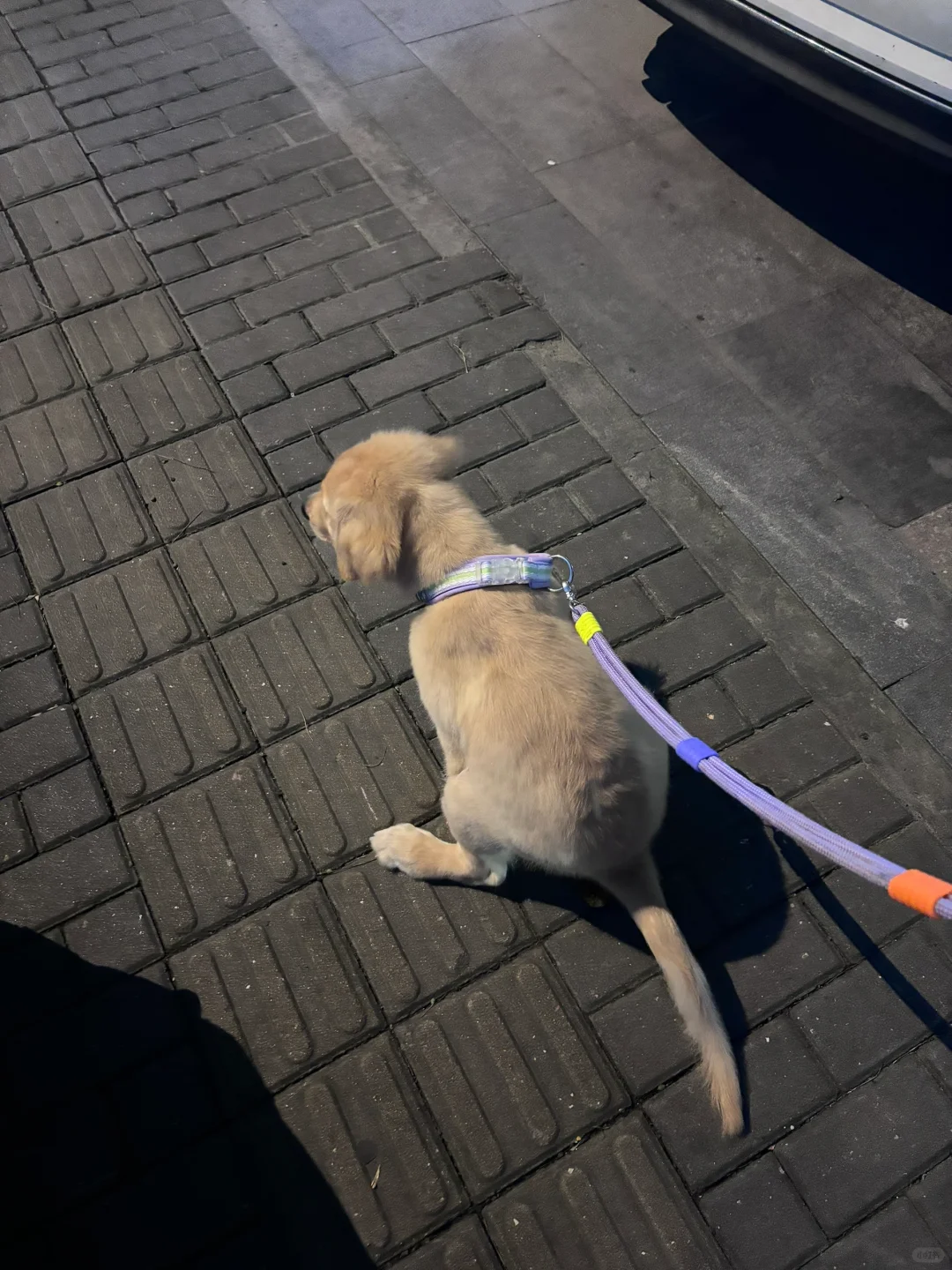 只有我一个人觉得狗狗窝💩的样子很可爱吗