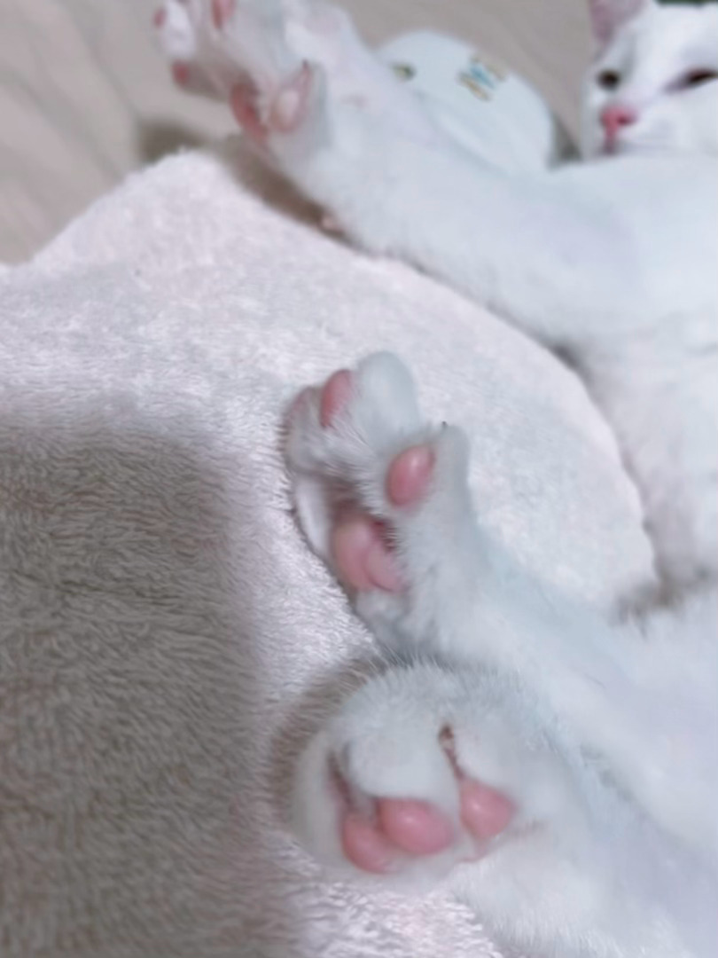 如果你没看过肉垫开花： 