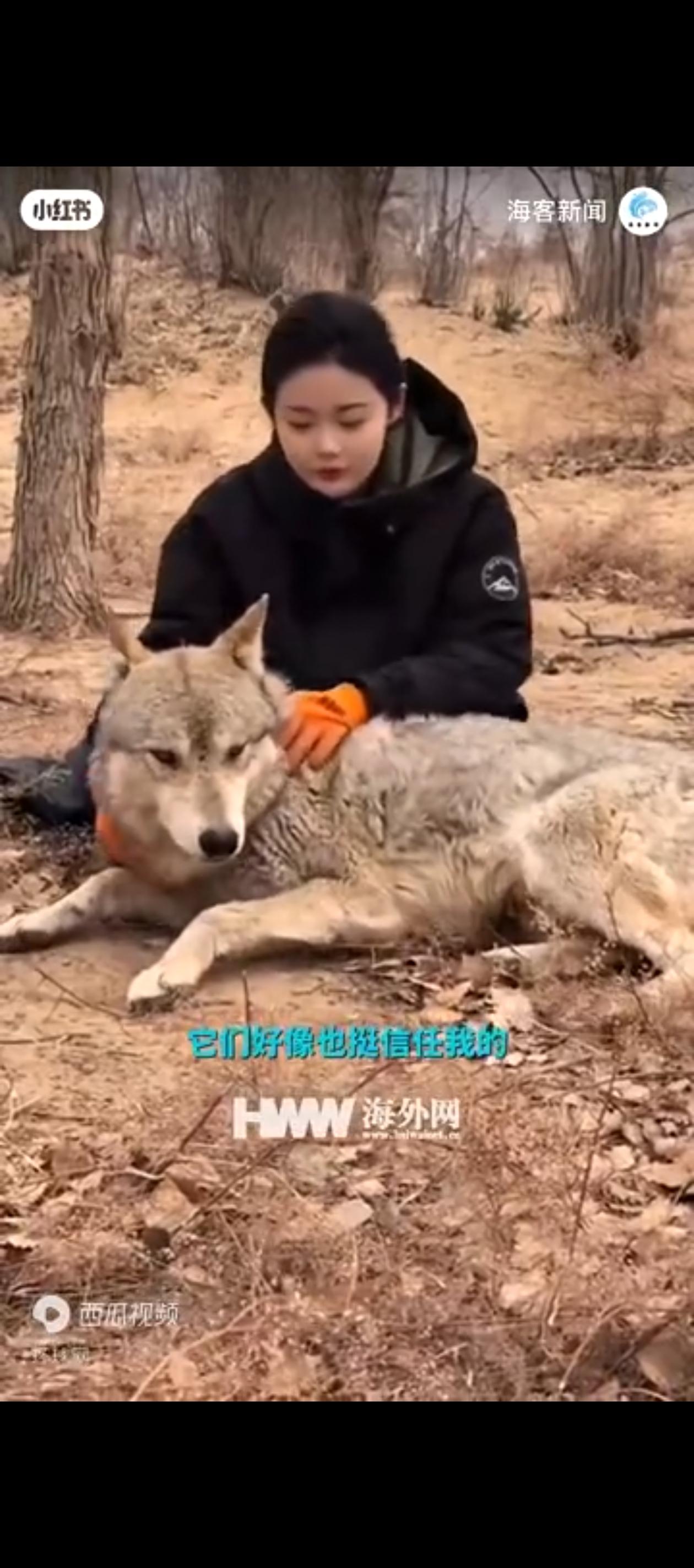 真没想到，这只待产的野生母狼，竟然给自己找了一个“生孩子”的绝佳去处。

4月9