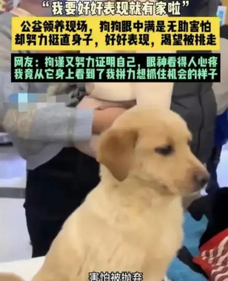 从紧绷不安到肆意放松，全网心疼的坐姿小狗铁柱成功领养
还记得那只因为独特坐姿走红