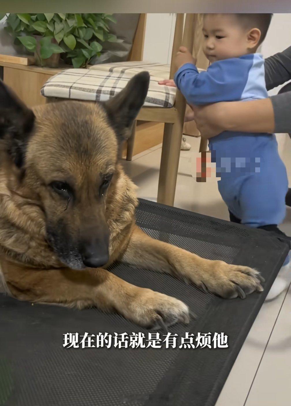 1岁宝宝把家里的狗当成了“妈妈”，到点了居然只找狗不找爸妈，真的是让人哭笑不得。