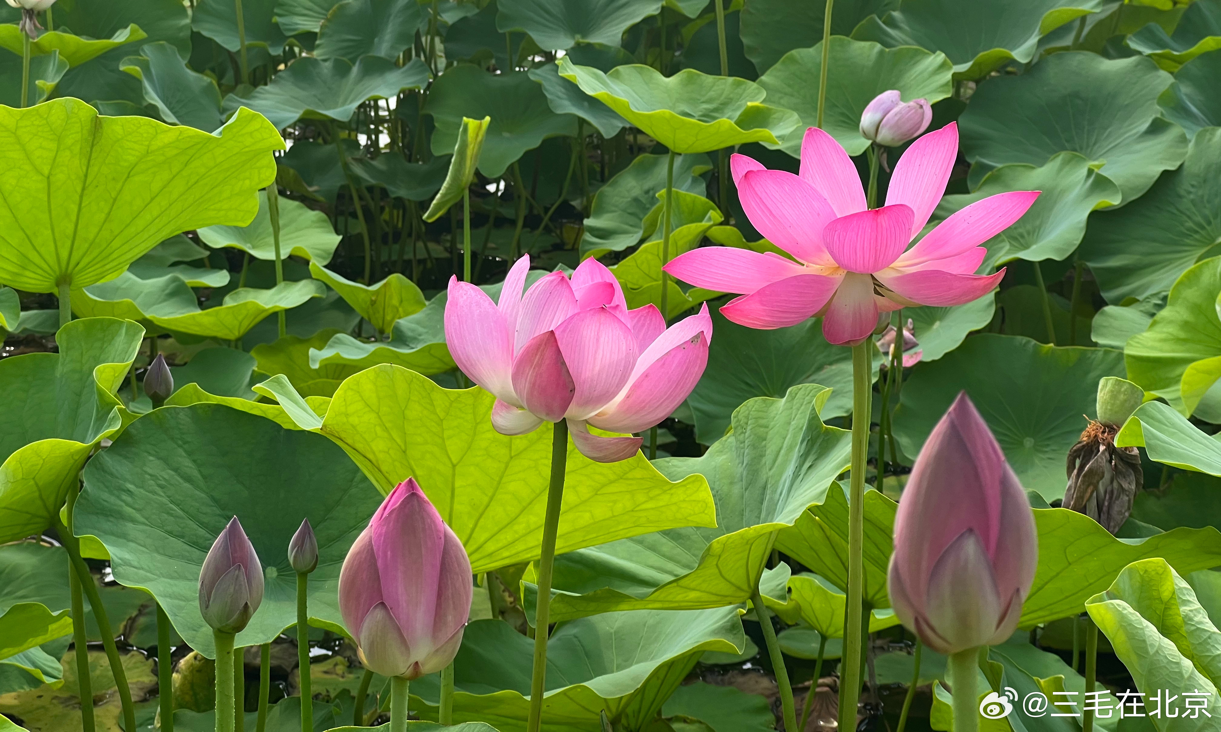 圆明园外 扇面湖 荷花盛开摄影​​​