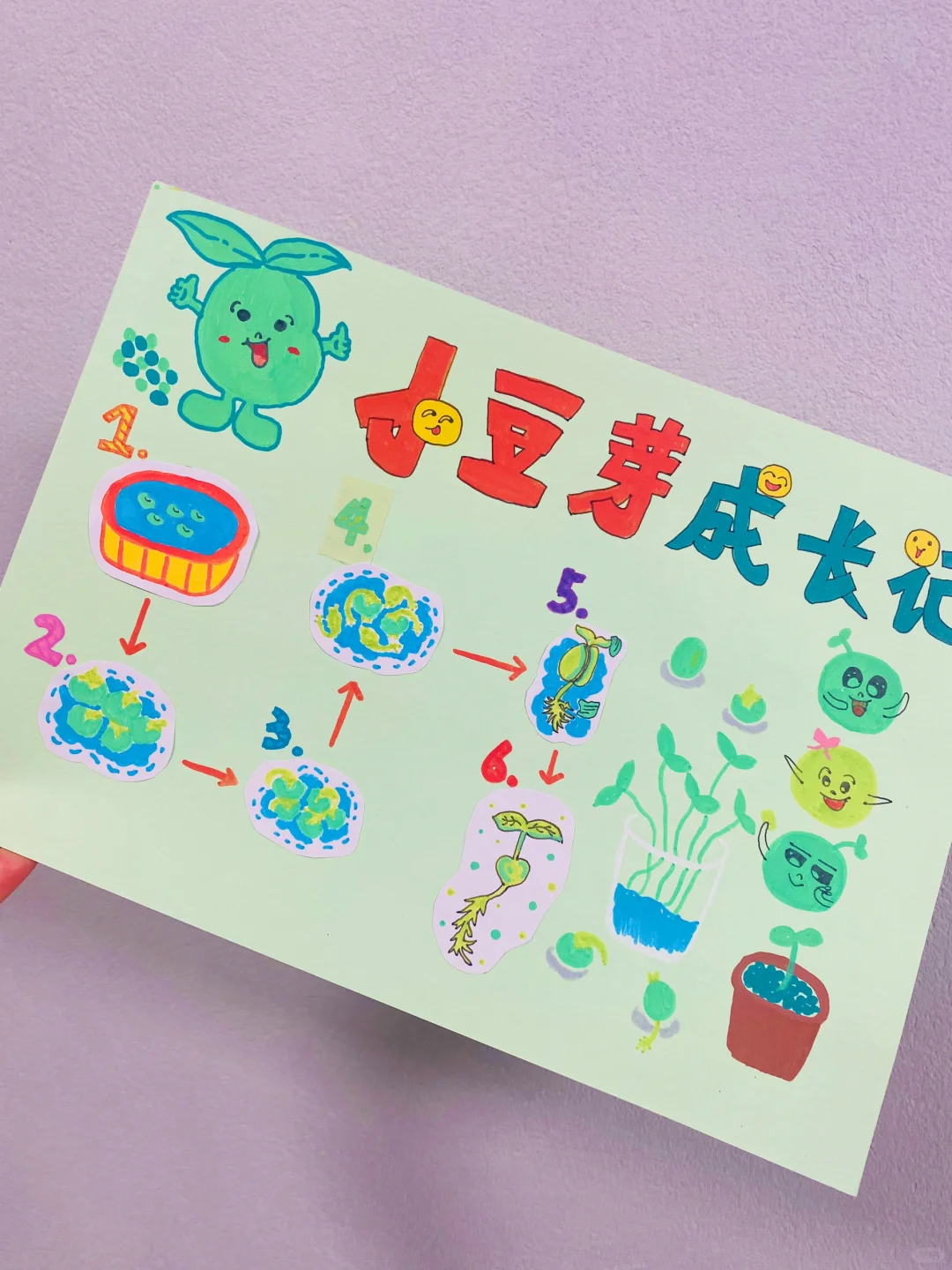 小豆芽成长记｜观察豆芽成长｜自然科学笔记