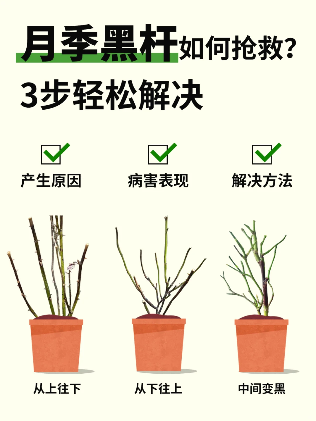 月季黑杆如何抢救❓3步带你轻松解决