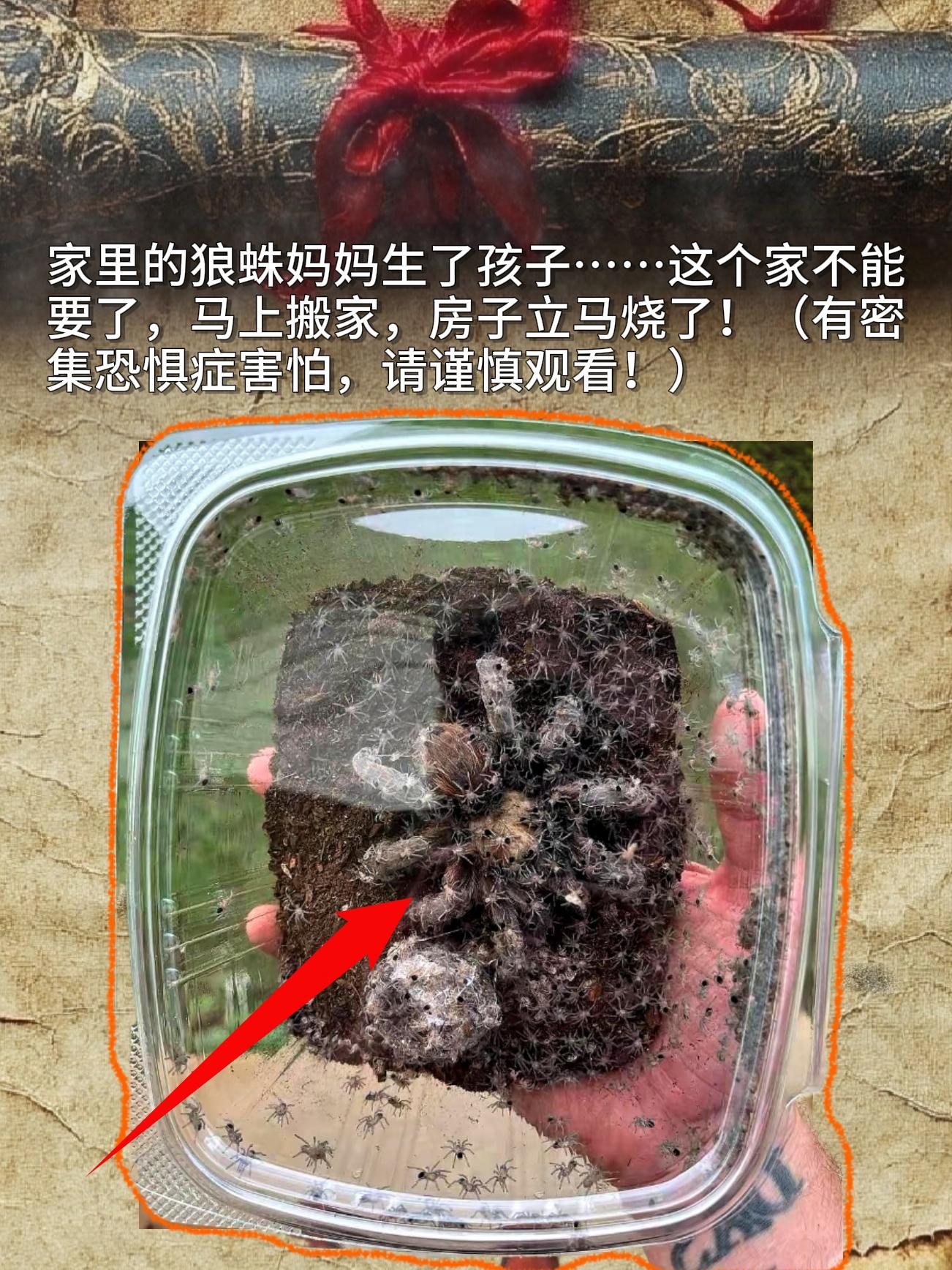 家里的狼蛛妈妈生了孩子……这个家不能要了，马上搬家，房子立马烧了！（有...