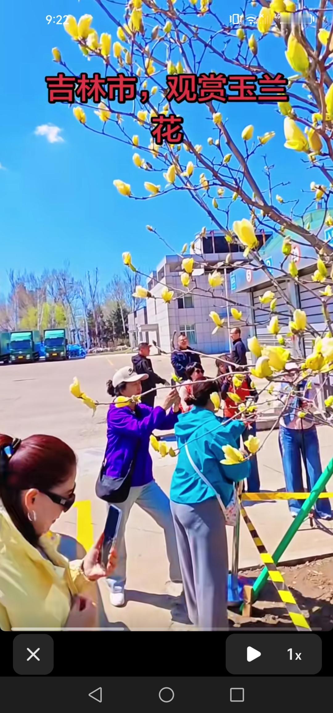 吉林市万万没想到，会因一棵树而火出圈！春天的玉兰花，着实美得令人心醉！

近期，