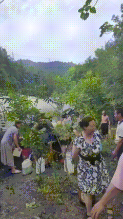 啥情况？油罐车侧翻现场惊现接油长龙！
近日绵阳平武一辆菜籽油罐车侧翻，村民提着桶