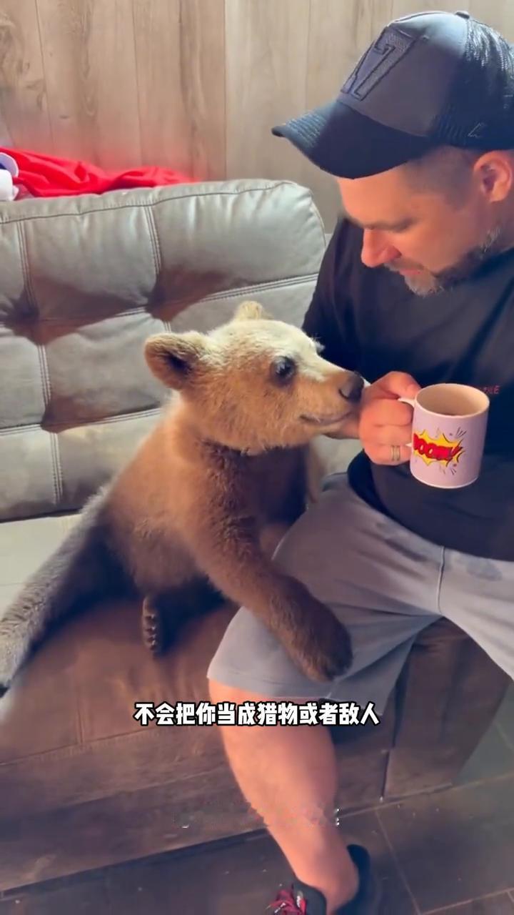 科普的勾勾哒。
为什么俄罗斯人喜欢养熊？先说一个关键误区，哪怕是以熊为图腾的古斯