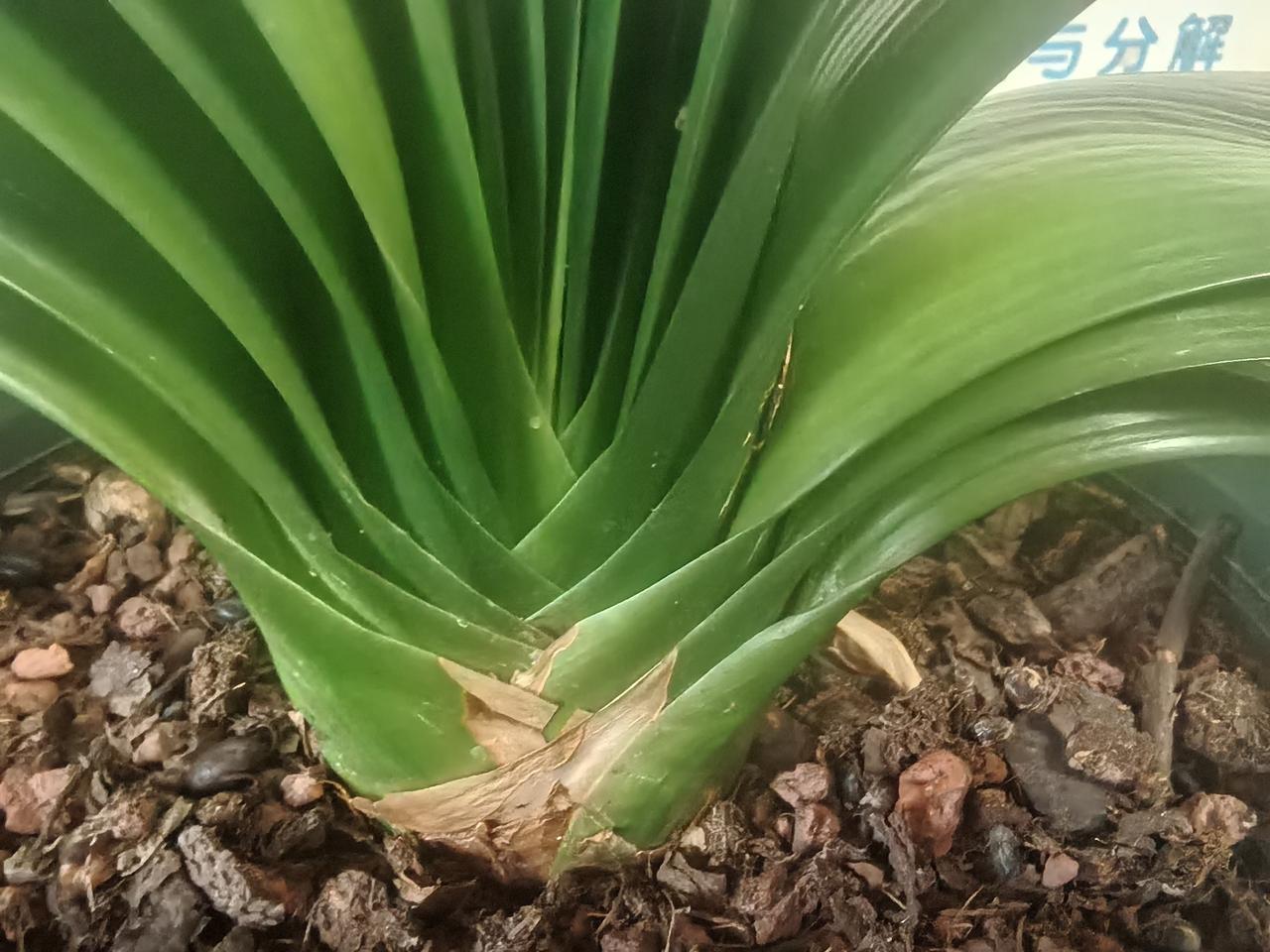 大神看我这棵兰
兰龄已有七八年
叶子足有二十片
生长旺盛挺耐看
盼它春节能上箭