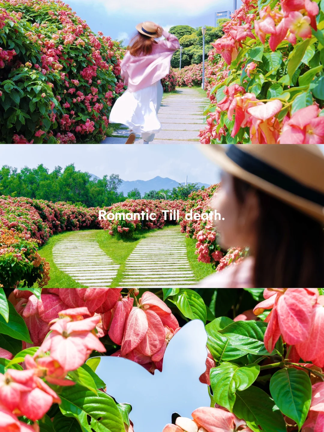 生如夏花绚烂🌷深圳粉色花海美到next level