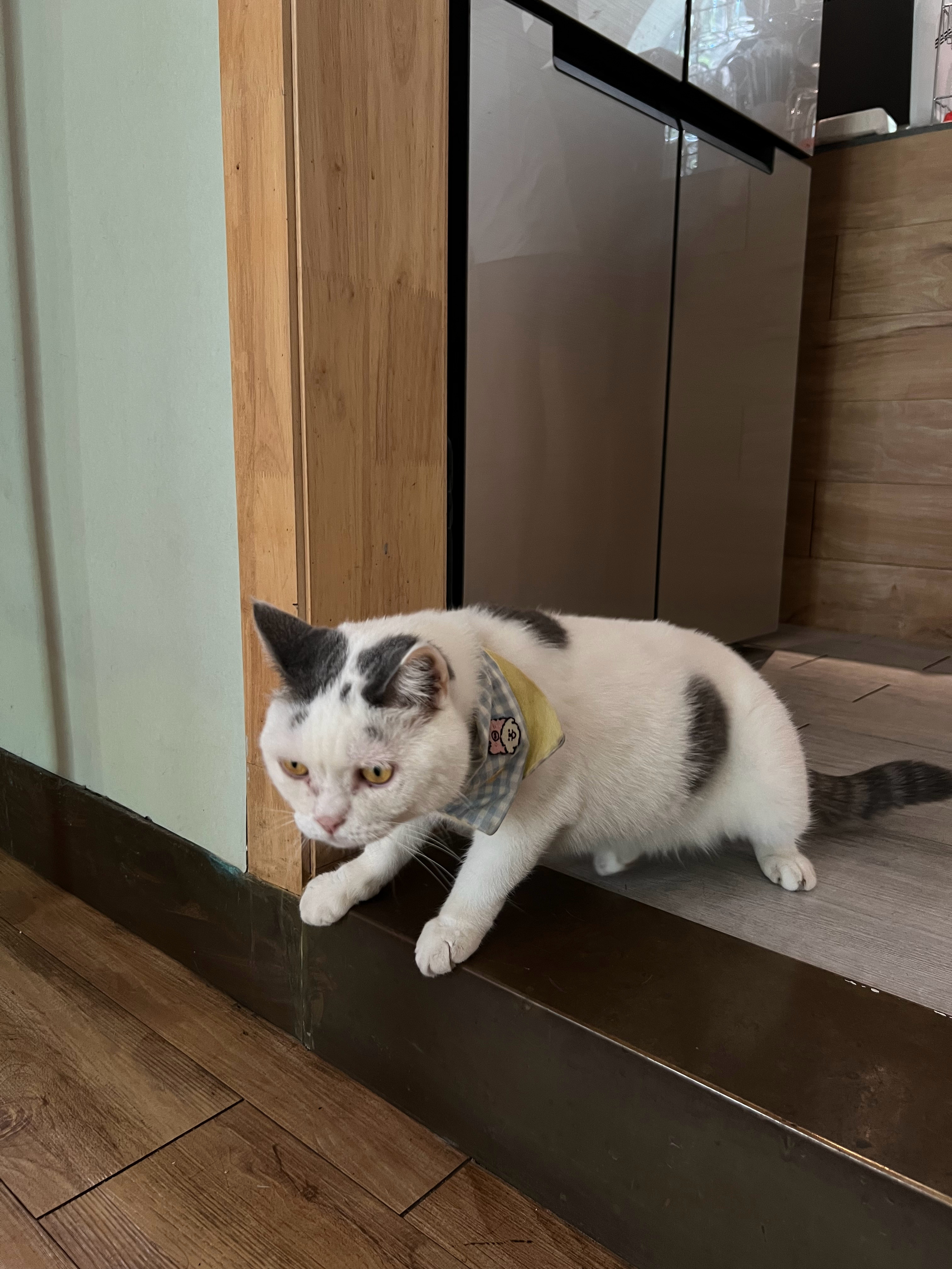 生活手记 论一只小猫的三种状态：丑、睡💤、等吃！[点赞] ​​​
