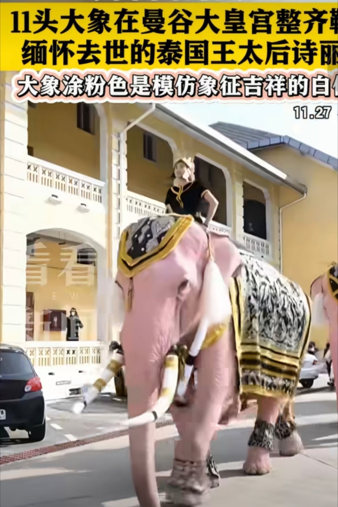 泰国11头粉象大皇宫前整齐鞠躬粉色大象