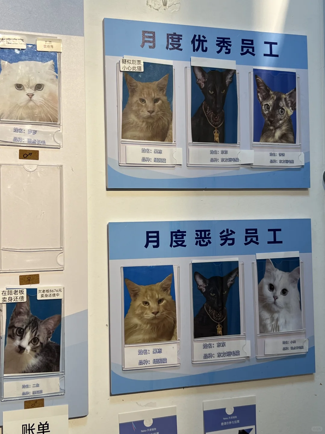 确实是厦门最搞笑的猫咖。。。。
