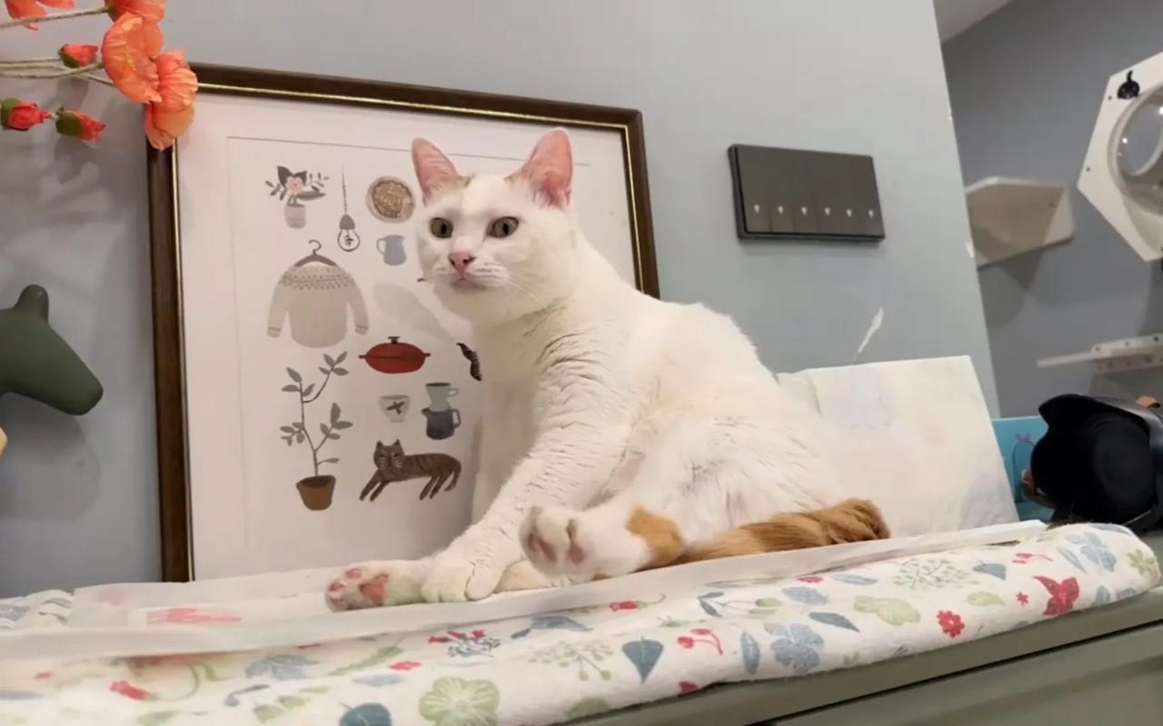就算是加拿大富婆也得亲自舔爪😄
#猫咪# #萌宠#