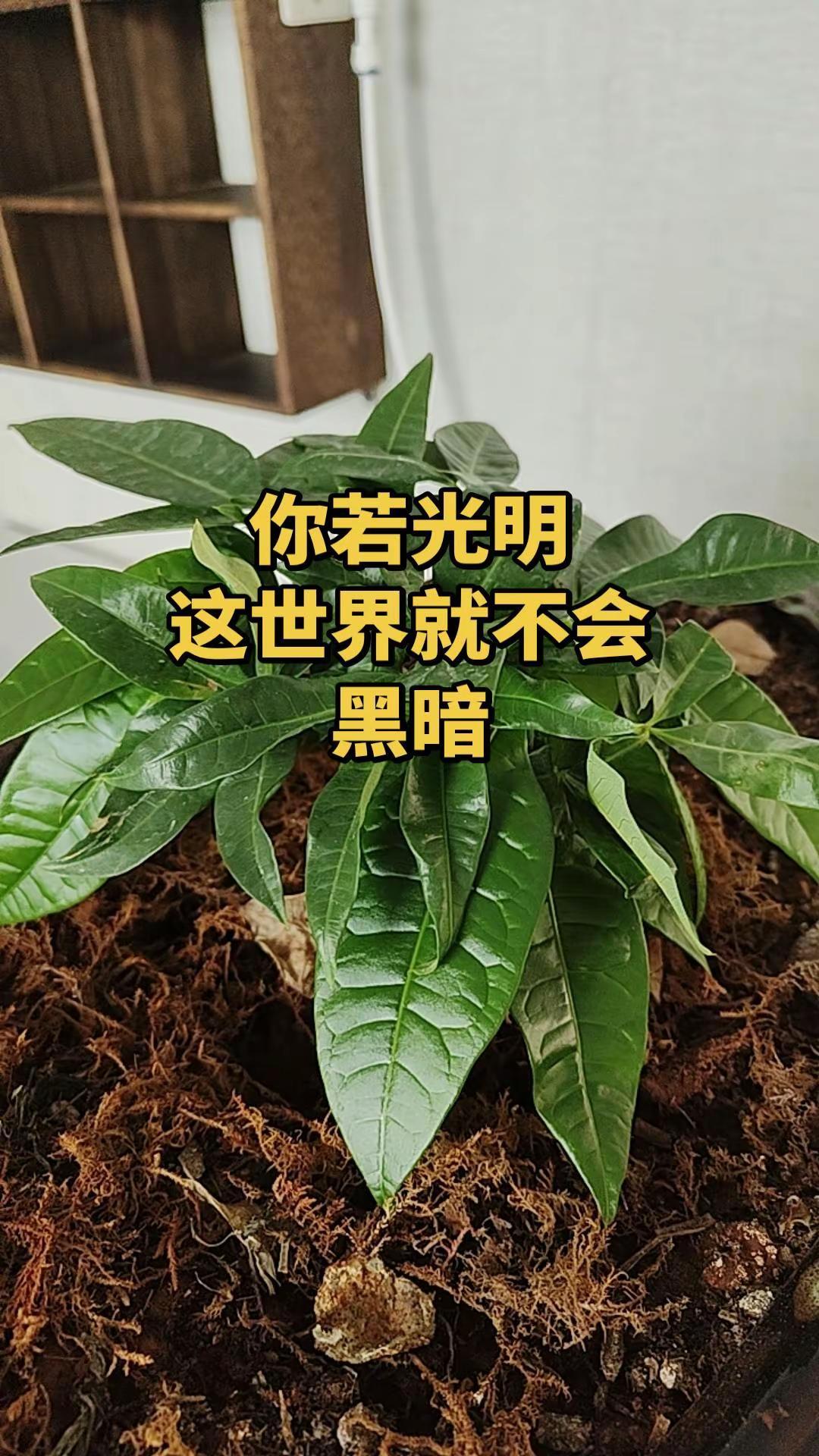 劳务派遣 云南方言 原创视频 上热搜 上热搜