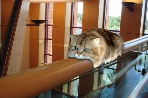 我以为是猫吃了铁轨！