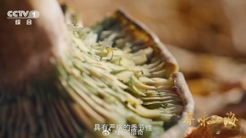 为这口菌子等了寒露又等雨鲜掉眉毛的雁来蕈名字咋来的 寒露过，雨来时，就为等这口雁