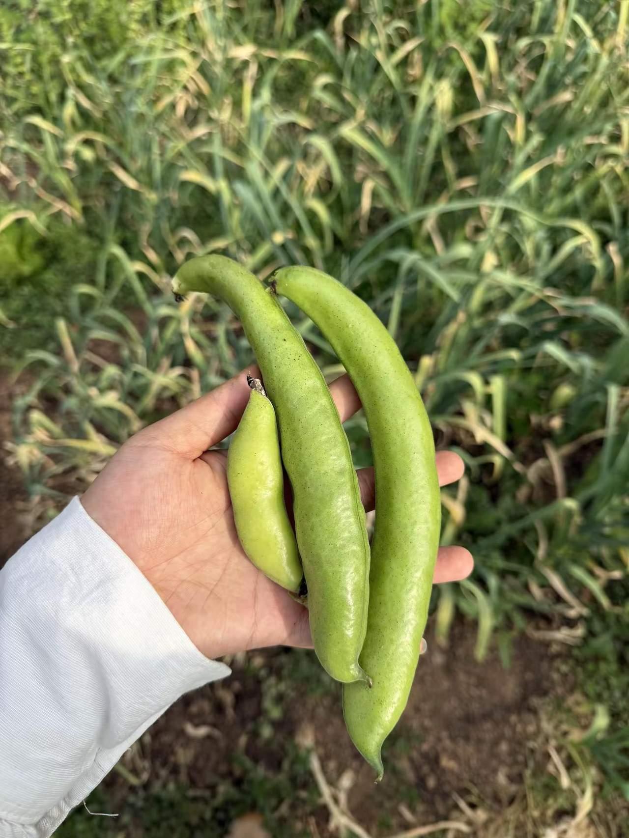 你们把这种叫蚕豆还是胡豆？