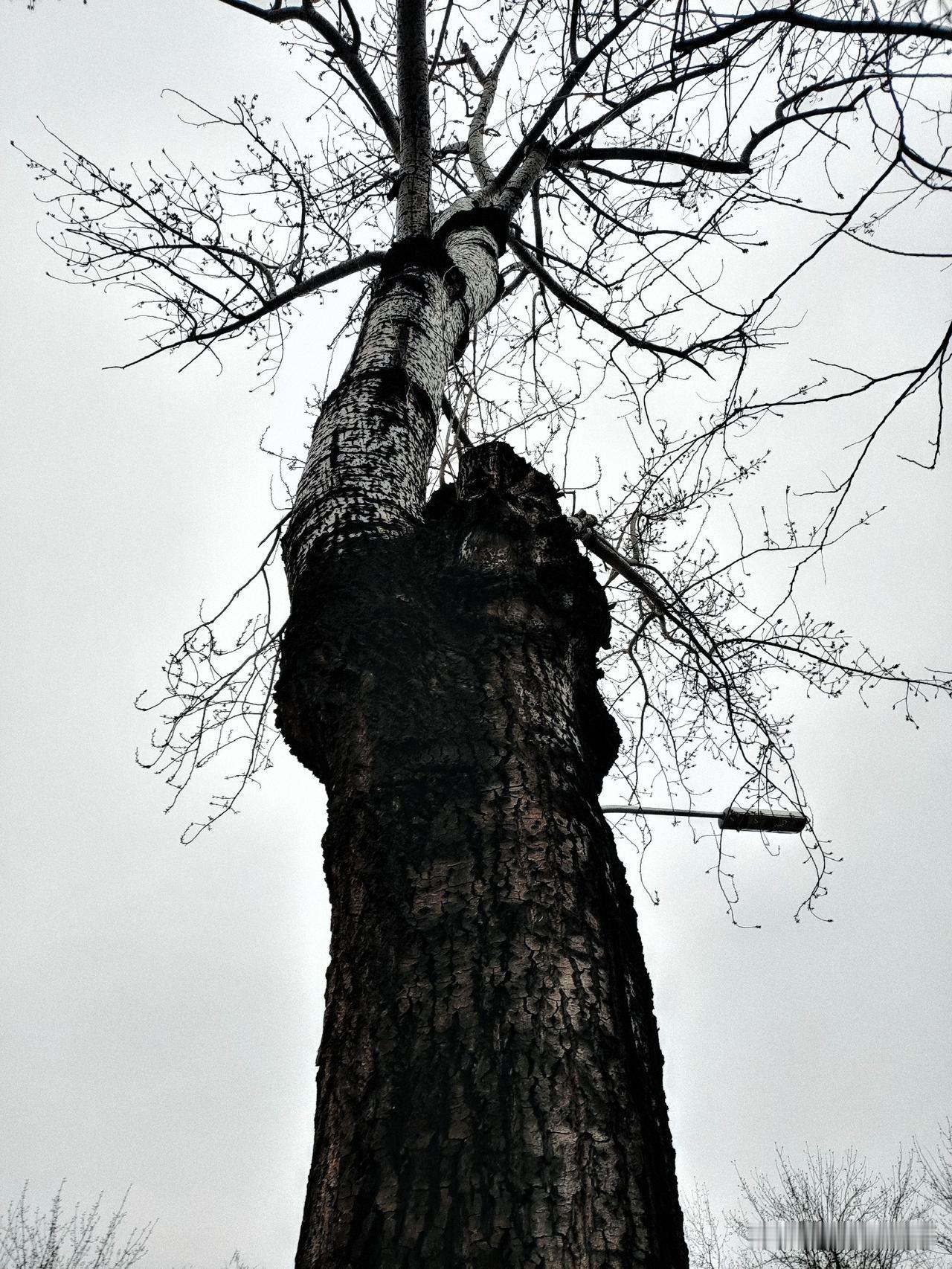 杨树-顶天立地，斑驳粗壮。