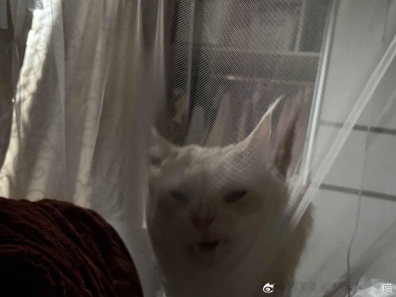 49357【丑猫】深渊巨噬兽啃食一切 