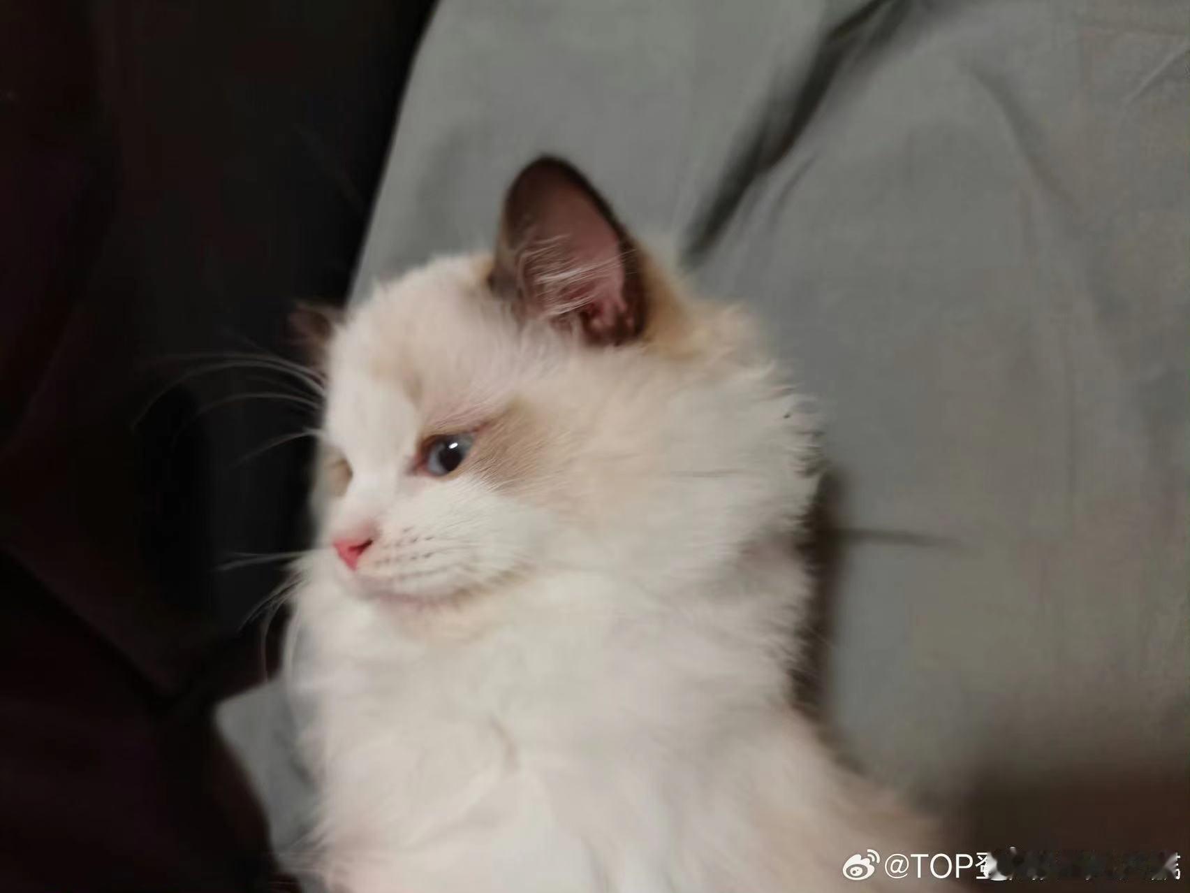 #左航出去了两天回来猫更粘人了##左航晒猫猫六宫格# 左航回来，猫咪的爱意满满，