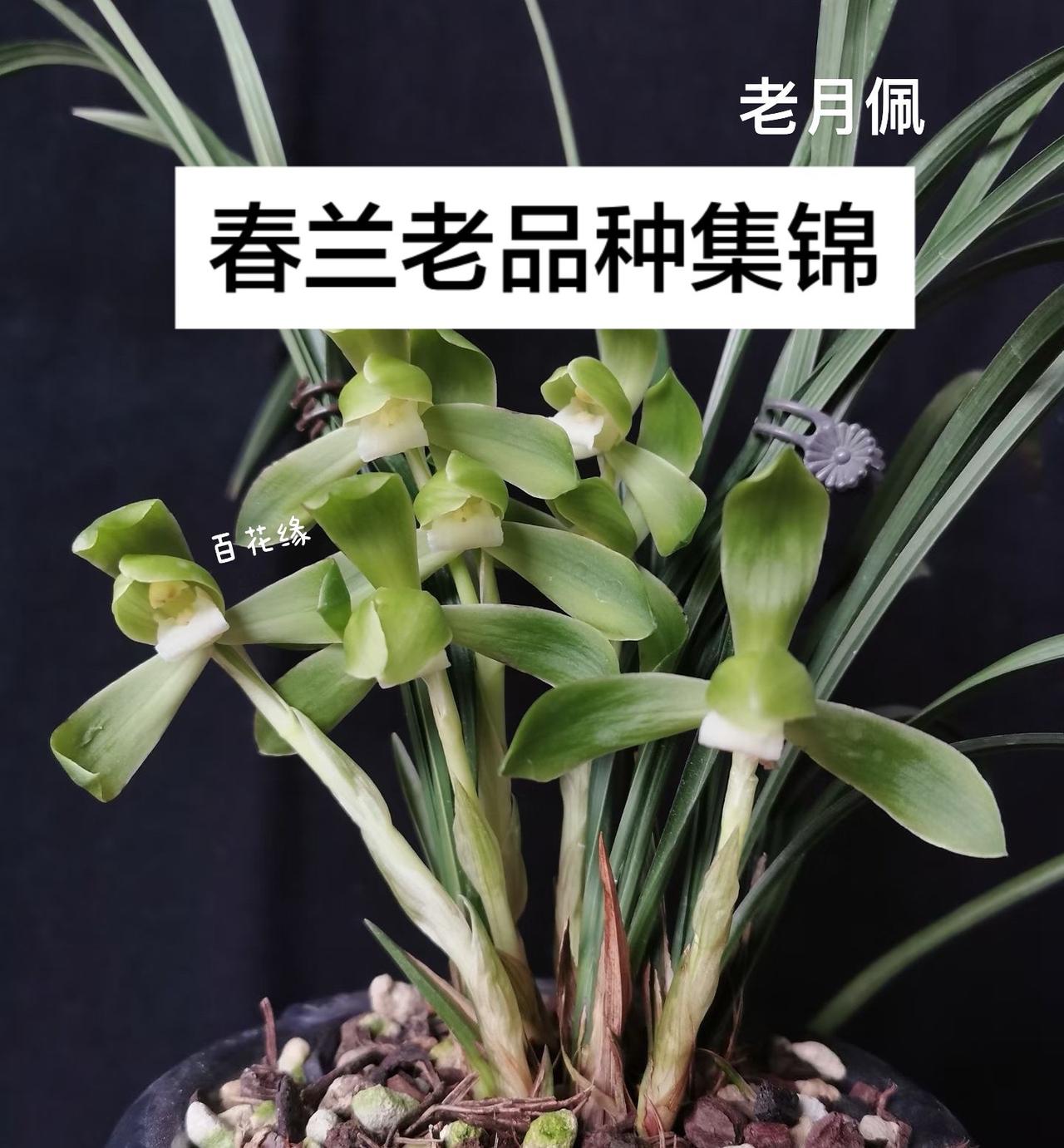 春兰经典老品种，老月佩，皓月，大富贵，宋梅，景字，方字你有几个，大家评论区分享分