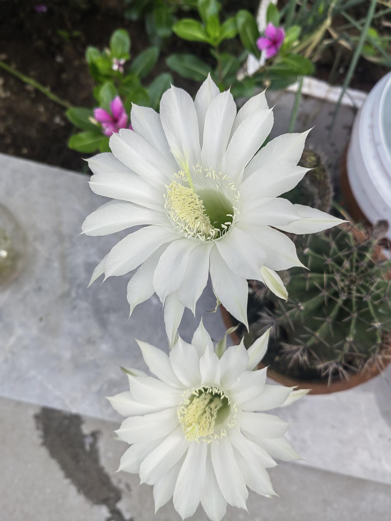 洁白如玉、硕大的花瓣，晶莹剔透，冰清玉洁，嫩黄色的花蕊柱，挺立花芯，一白一黄，互